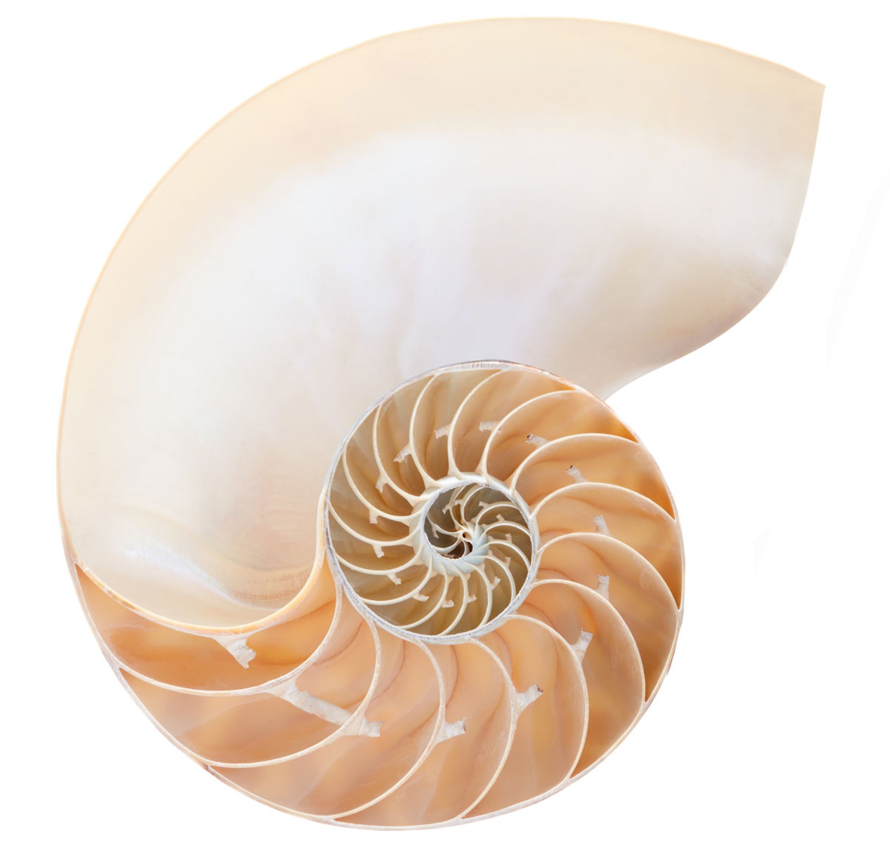Nautilus shell spiral section cross-section nature